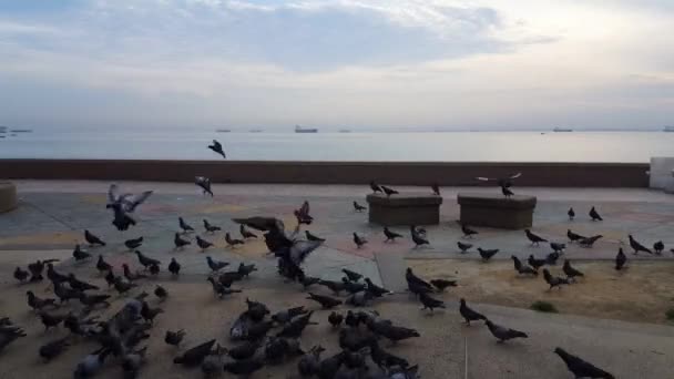 Een Groep Duiven Vliegt Esplanade Penang Een Schip Zee — Stockvideo