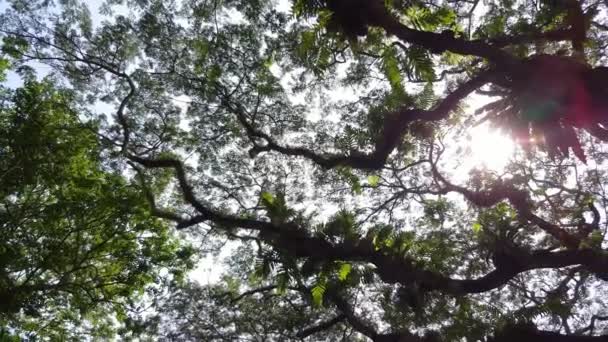 Penang Parque Juvenil Pulmón Verde Para Isla Con Destellos Sol — Vídeo de stock