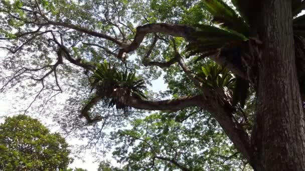 Malezya Daki Tropikal Yağmur Ormanlarındaki Yoğun Bitki Ağaç Neredeyse Her — Stok video