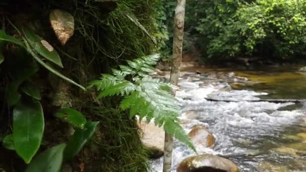 Movimiento Planta Golpe Por Viento Selva Tropical Sedimento Sungai Bosque — Vídeos de Stock