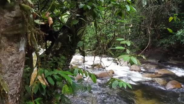 Husté Husté Rostliny Stromy Deštném Pralese Sungai Sedim Kedah Malajsie — Stock video