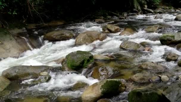 Bosque Sungai Sedim Muy Tranquilo Arroyo Del Río Agradable Rápido — Vídeo de stock