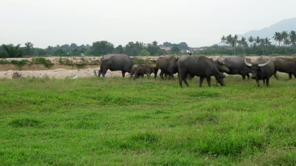 Group Buffaloes Eating Grass Open Field Malay Kampung Penang Malaysia — Stock Video