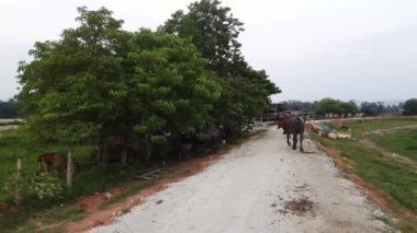 Bufalolar ve inekler sabah Malay Kampung, Penang, Malezya 'ya dönüyorlar..