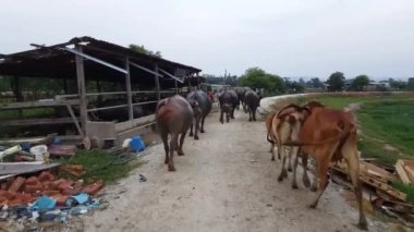 Bufalolar ve inekler sabah Malay Kampung, Penang, Malezya 'daki ahıra dönüyorlar..