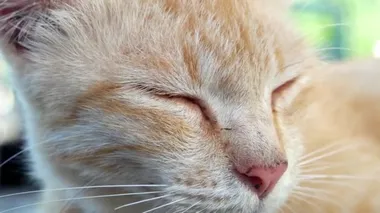 Turuncu bir kedinin yüzünü kapat ve başını hareket ettir..