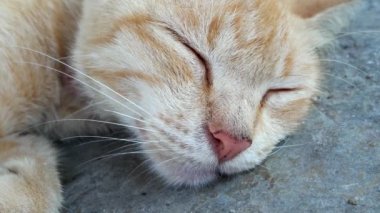Gözü kapalı uyuyan kedi..
