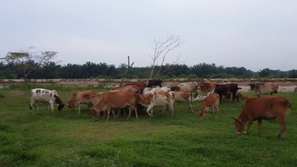 朝マレーシアのペナンのマレーカンプンで草を食べながら牛が2頭ずつ戦っています — ストック動画