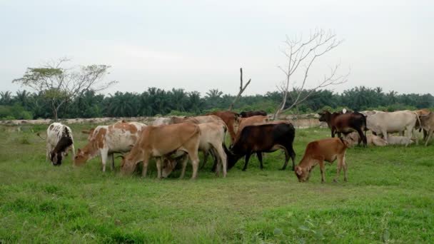 Vacas Malayos Kampung Liberar Campo Para Comer Hierba Mañana — Vídeo de stock