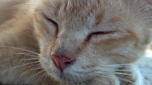 Les Chats Sont Parmi Les Meilleurs Dormeurs Royaume Animal — Video