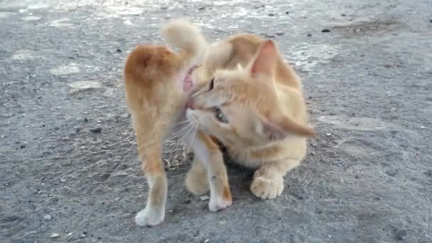 Cute Kitten Playing Mom Cat — Stock Video