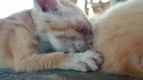 Oranje Kitten Zuigende Melk Van Moeder Kat Borst — Stockvideo