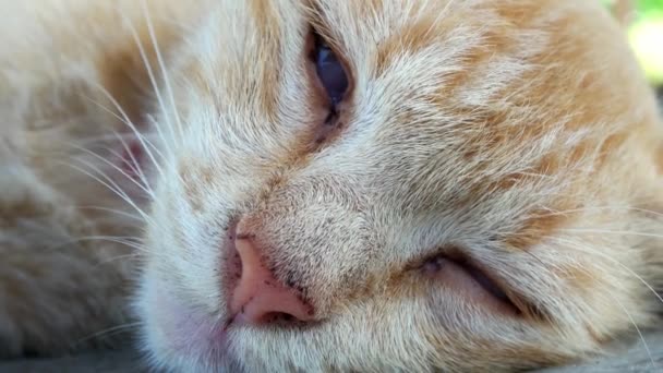 Gatto Addormentato Con Occhio Aperto — Video Stock