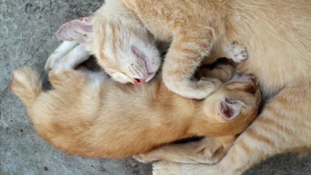 Mamma Gatto Alimentazione Abbraccio Suo Bambino Gattino Mentre Dorme — Video Stock