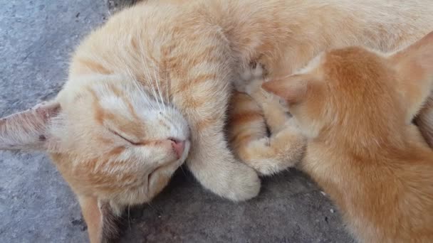 Кошачья Мать Чувствует Усталость Сон После Кормления Котенка Молоком — стоковое видео