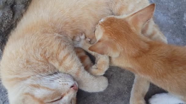猫のお母さんの愛は乳の母乳を提供する小さな子猫に非常に疲れていますが — ストック動画