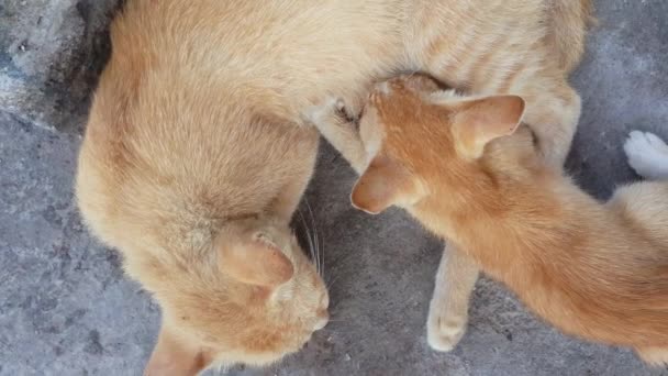 Ruotare Colpo Gatto Mamma Alimentazione Latte Suo Bambino Gattino — Video Stock