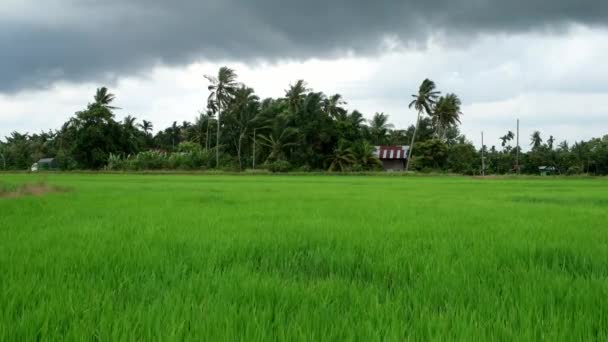 Clima Ventoso Aldea Malaya Kampung Terus Con Amplia Área Campo — Vídeos de Stock