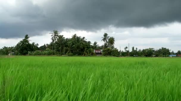 Pole Paddy Przed Wioską Malay Poruszane Wiatrem Podczas Pochmurnej Pogody — Wideo stockowe