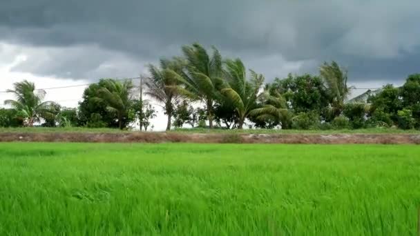 Młode Drzewo Kokosowe Pole Ryżowe Wiejące Wiatrem Pochmurny Dzień Kampung — Wideo stockowe