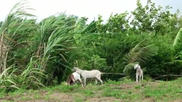 Tres Cabras Comen Hierba Caña Azúcar Día Ventoso Área Rural — Vídeo de stock