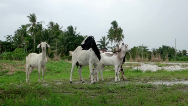 Cuatro Paseos Cabras Campo Cerca Penang Malasia — Vídeos de Stock