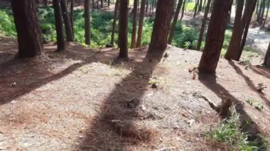 Sabahları güneşin gölgesi altında çam ormanlarında yürürüm..