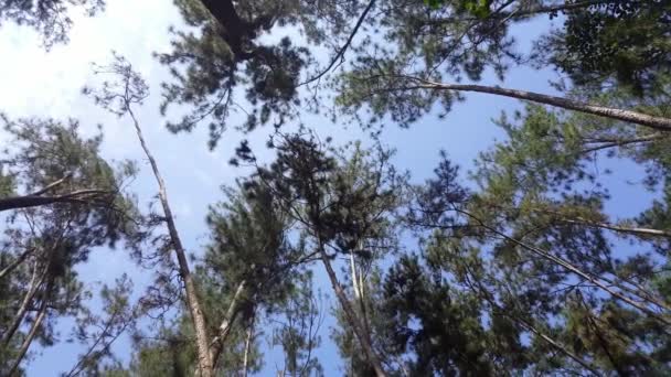 马来西亚凯达Kulim的旋转射击松树林 — 图库视频影像