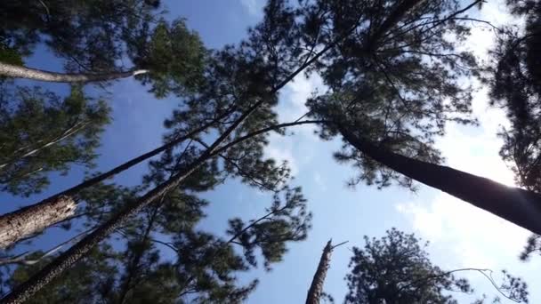 Silueta Panning Bosque Pinos Bajo Cielo Azul — Vídeo de stock