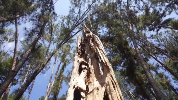 松林の枯れ木 — ストック動画