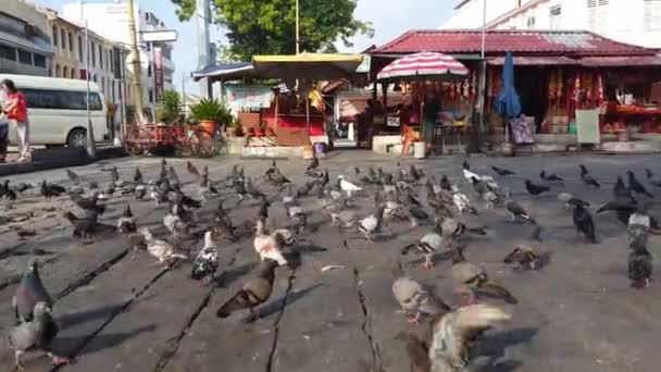 George Town Penang Malezja Maj 2018 Stado Gołębi Ulicy — Wideo stockowe