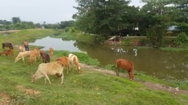Seberang Perai, Penang / Malezya-31 Mayıs 2018: Sahibi geleneksel Malay köyündeki kafese dönmek istemeyen inekleri kovalıyor..