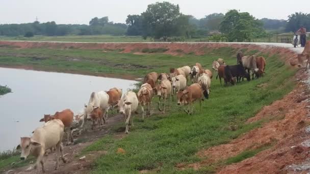 Seberang Perai ペナン マレーシア 2018年5月31日 村のカンプンの牛の群れ 所有者と一緒に家に帰ることは 後ろの自転車を運転することです 汚れた川を牛が歩く — ストック動画