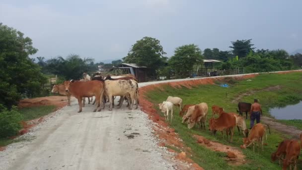 Seberang Perai Penang Malaisie Mai 2018 Fermier Chasse Les Vaches — Video