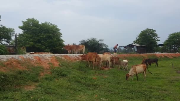 Seberang Perai Penang Malásia Maio 2018 Proprietário Persegue Vacas Uma — Vídeo de Stock