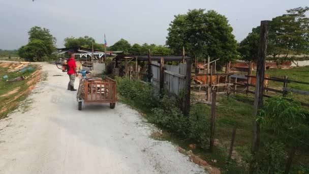 Seberang Perai Penang Malásia Jun 2018 Fazendeiro Vacas Libera Toda — Vídeo de Stock