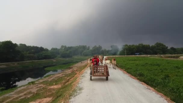 Seberang Perai Penang Malásia Jun 2018 Vaqueiro Segue Vaca Parte — Vídeo de Stock