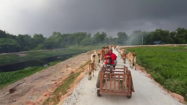 Seberang Perai Penang Malásia Jun 2018 Fazendeiro Vacas Segue Parte — Vídeo de Stock