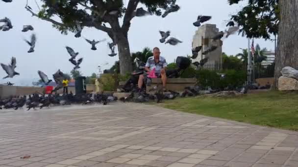 佐治镇 马来西亚 2018年6月14日 一名男子在槟城Esplanade附近喂鸽子 — 图库视频影像