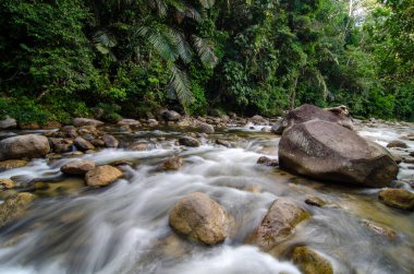 Sungai Sedim, Kedah 'daki nehirde yavaş akan su..
