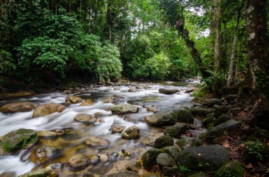 Sungai Sedim, Kedah, Malezya ormanlarındaki su akıntısı.