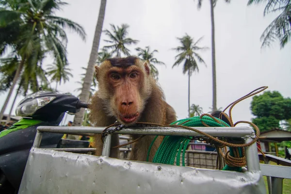 ケルタンタン近くのカンプンの猿 — ストック写真