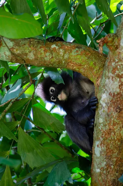 Mono Hojas Oscuras Trachypithecus Obscurus Penang — Foto de Stock