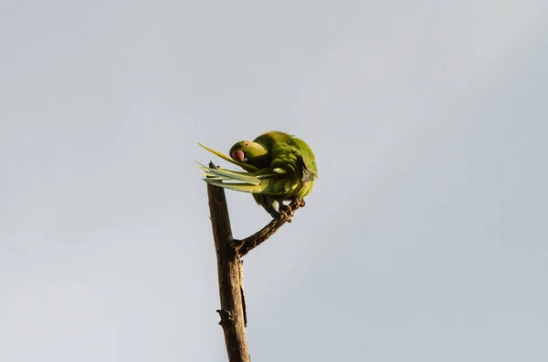 Uccello Verde Giocare Ramo Albero — Foto Stock