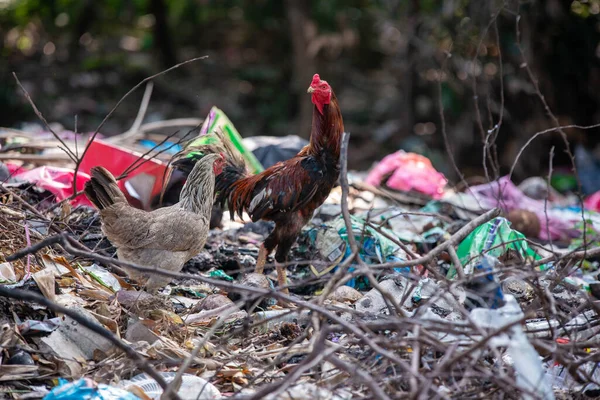 A cock stand near the rubbish dump.