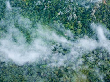 Penang 'daki yağmur ormanlarının üzerindeki hava manzaralı deniz bulutu..
