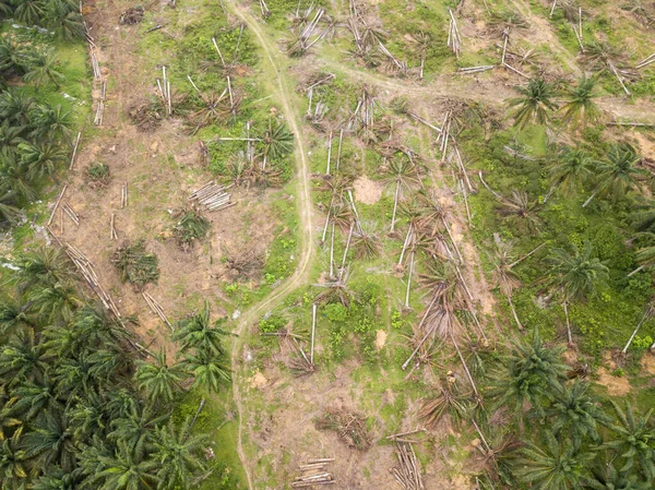 Hava manzaralı palmiye ağaçları diğer tarlalar için temizdir..