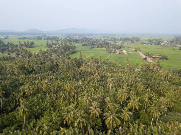 Aerial View Green Coconut Trees Paddy Field Kuala Muda Kedah — Stock Photo, Image