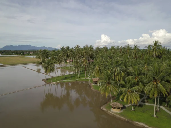 Letecký Pohled Kokosovou Farmu Penaga Pulau Pinang — Stock fotografie