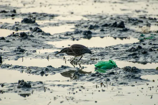 Pájaro Cerca Desechos Plásticos Costa —  Fotos de Stock